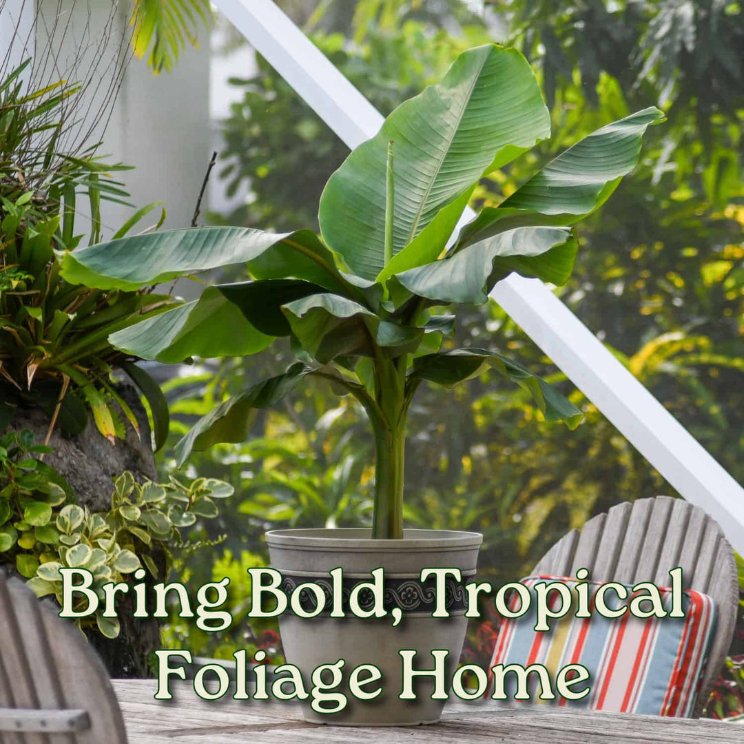 musa basjoo 10.5cm potted plant x 2 Musa Basjoo Banana Tree