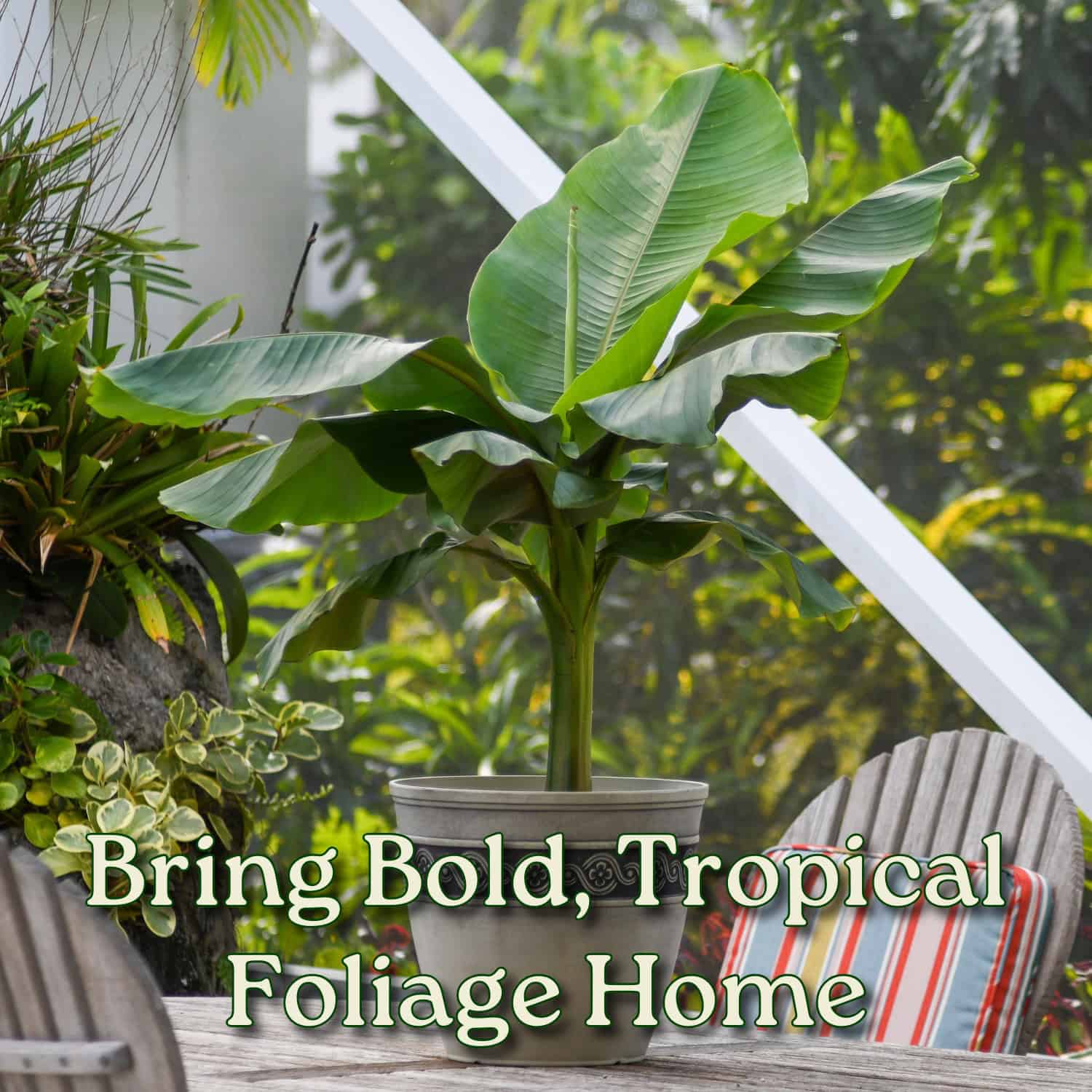 house plant with banana like leaves Basjoo Banana Tree – Cold Hardy Tropical Appeal – Tropical Plants of Florida