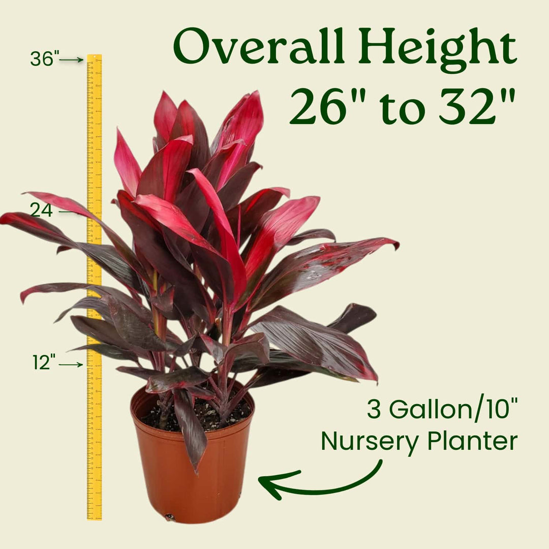 cordyline indoor plant benefits Hawaiian Ti Plant