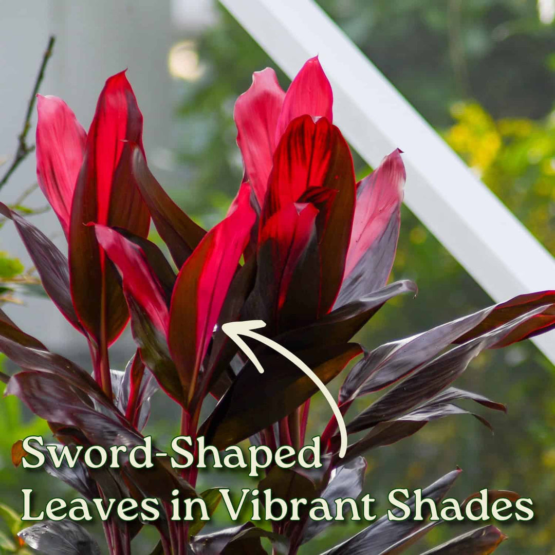 Cordyline fruticosa Purple Compacta | Stekje 22cm kopen Cordyline fruticosa Purple Compacta | Stekje 22cm kopen