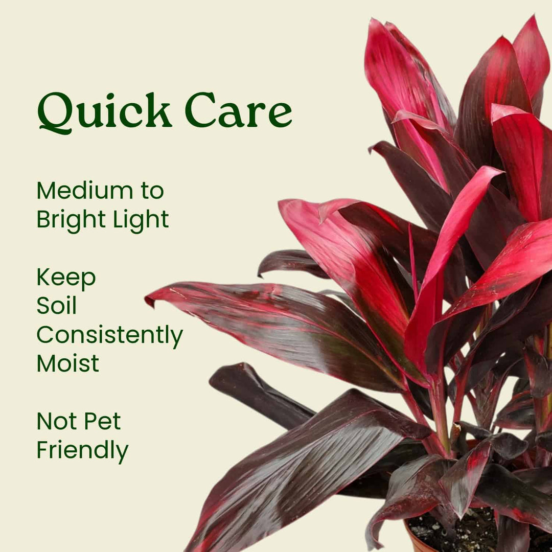 ti plant care indoors Hawaiian Ti Plant