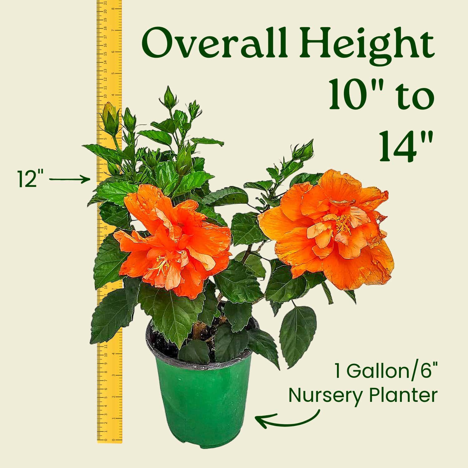 Double Peach Hibiscus Bush for Sale | Buy Peach Hibiscus Plants (1