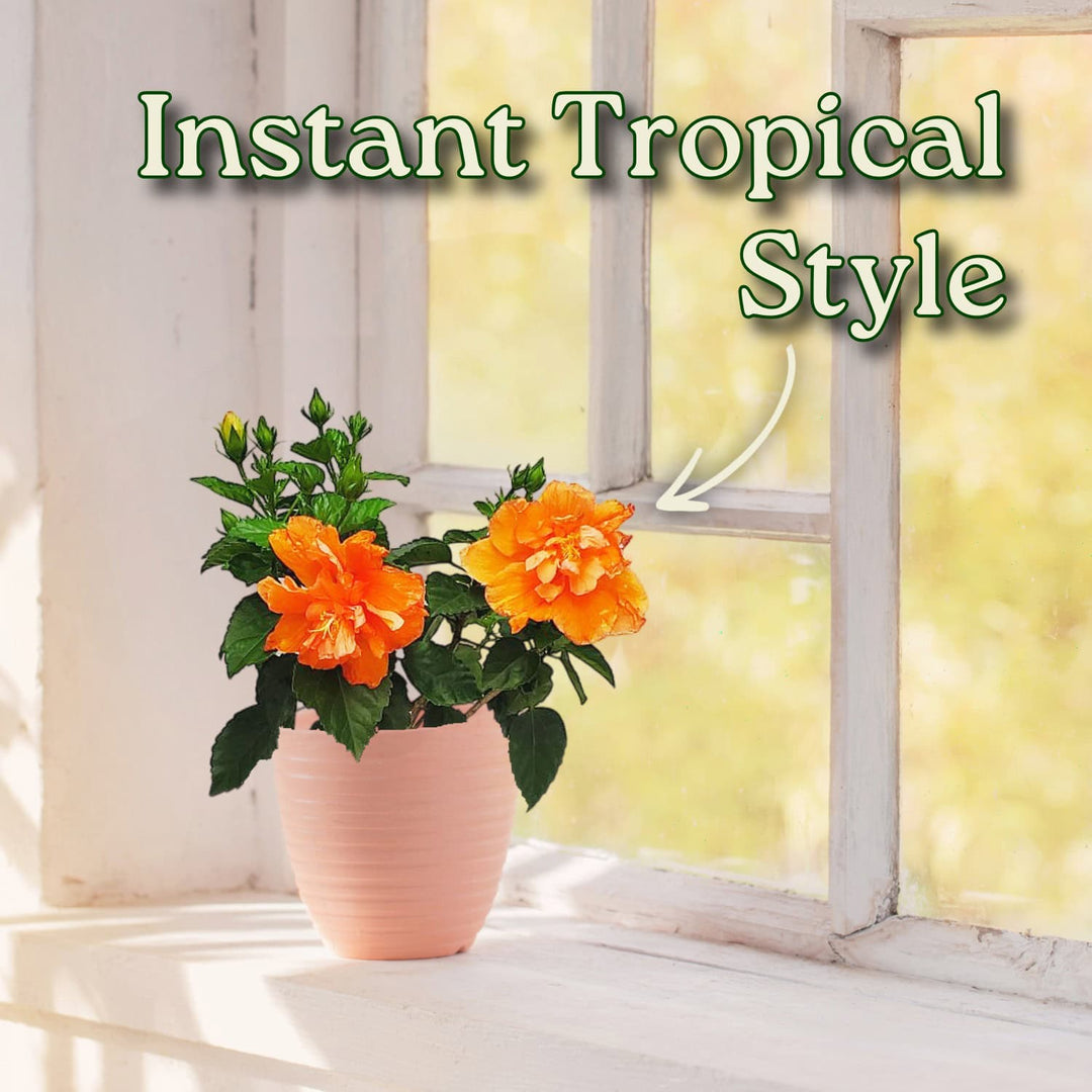 Potted plant with orange flowers on a windowsill with text 'Instant Tropical Style'. #size_1-gallon