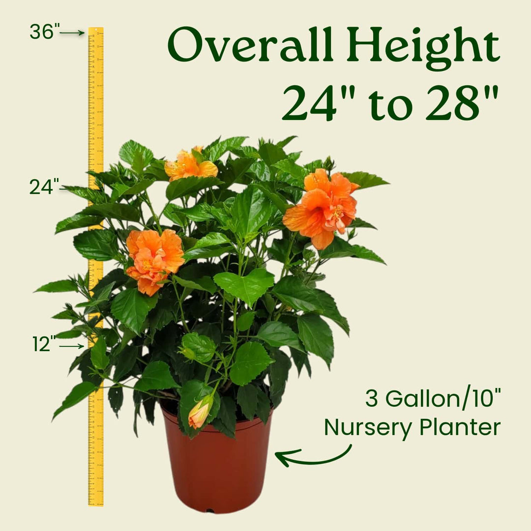 Potted plant with orange flowers and measurement details on a beige background #size_3-gallon