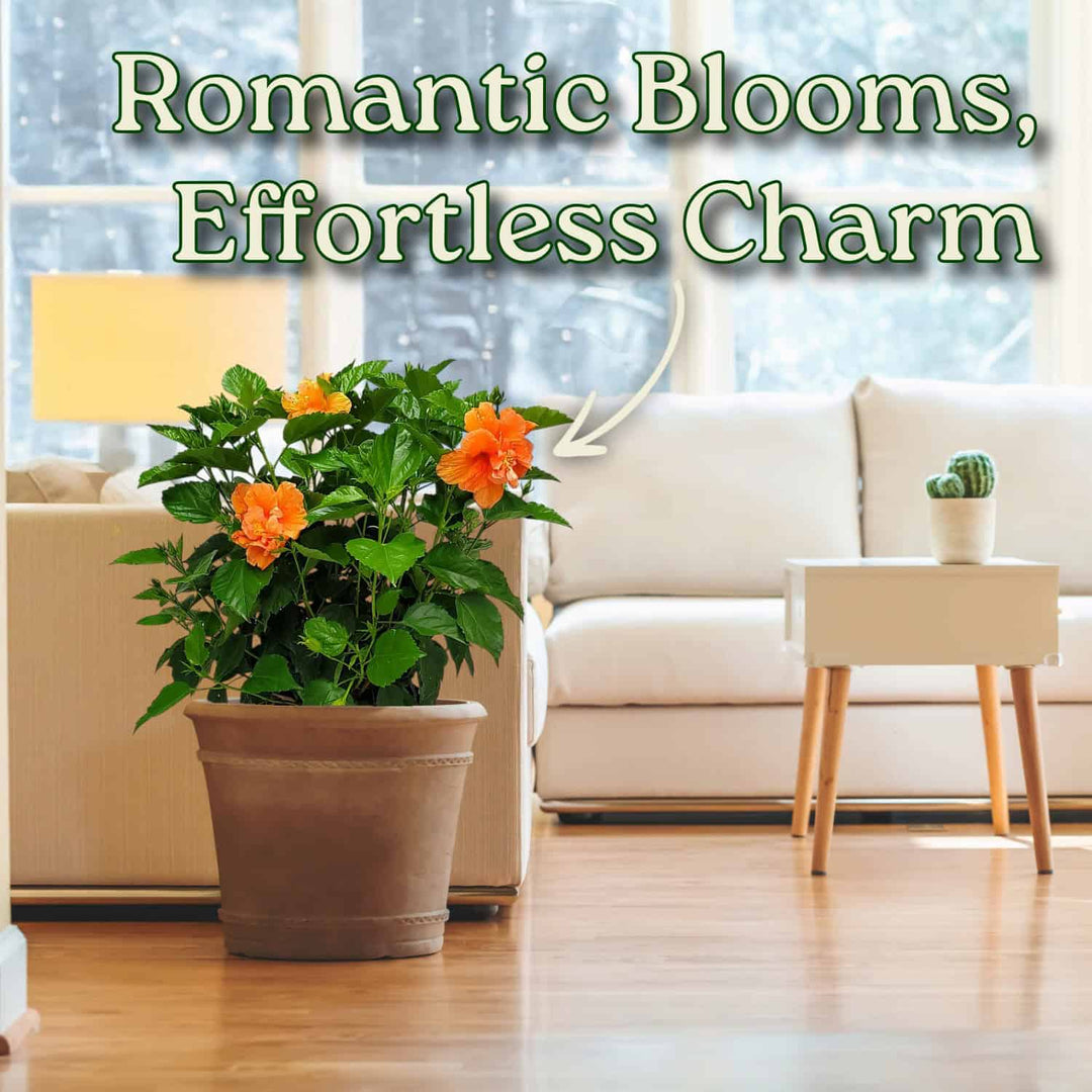 Potted plant with orange flowers in a living room setting #size_3-gallon