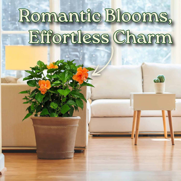 Potted plant with orange flowers in a living room setting #size_3-gallon