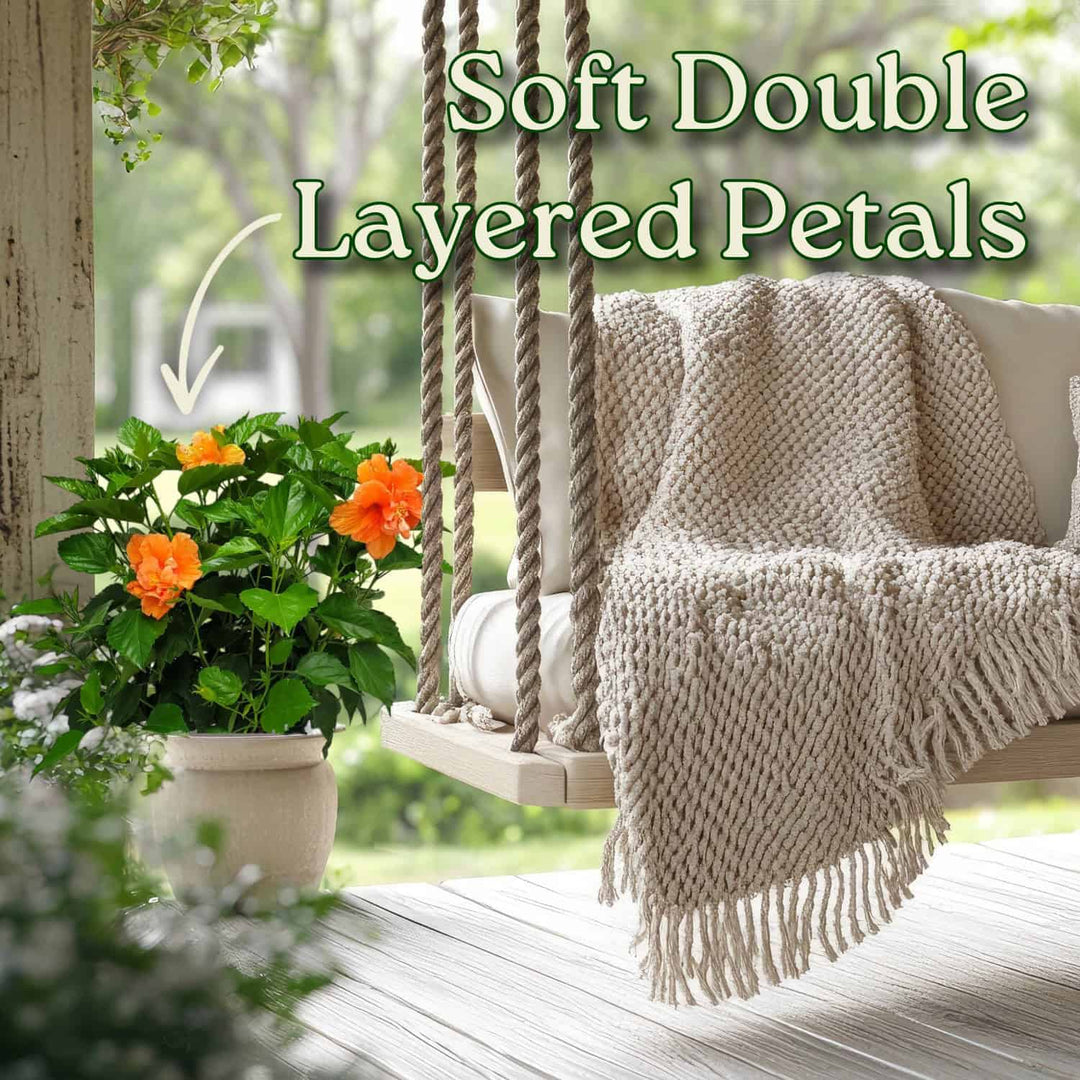 Outdoor swing with a blanket and flowers on a wooden deck #size_3-gallon