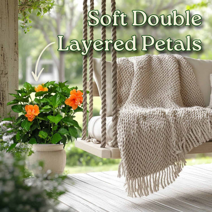 Outdoor swing with a blanket and flowers on a wooden deck #size_3-gallon