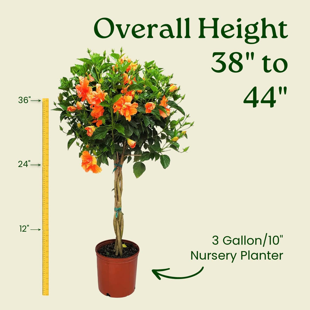 Potted plant with orange flowers and measurement details on a beige background #trunk_braided