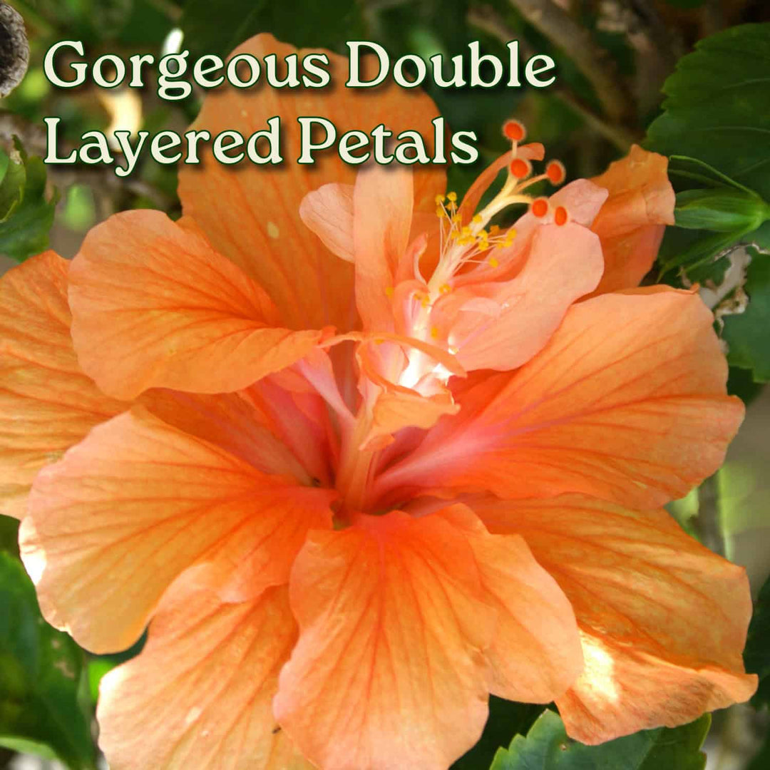 Close-up of a peach-colored flower with 'Gorgeous Double Layered Petals' text overlay. #size_3-gallon