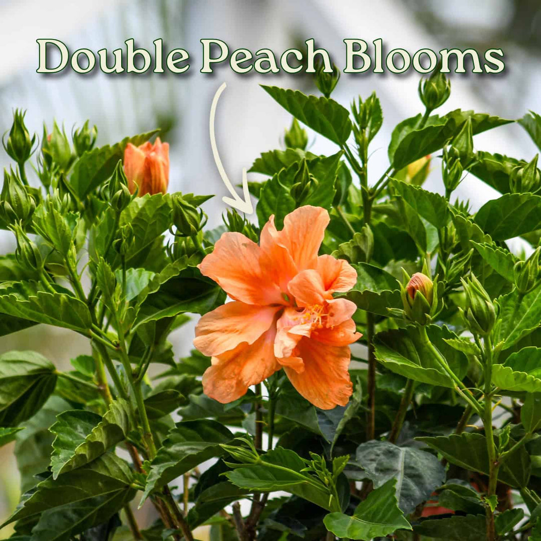 Peach-colored flowers with green leaves and buds, labeled 'Double Peach Blooms'. #trunk_braided