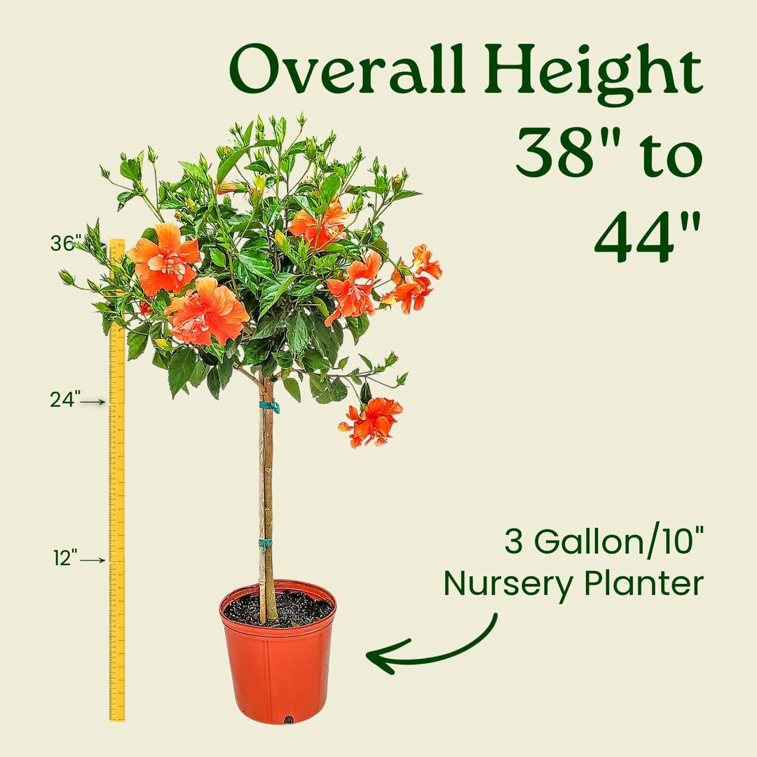 Potted plant with measurement details on a beige background #trunk_standard