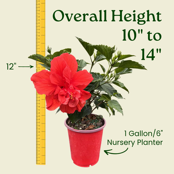 Potted plant with red flowers and measurement details on a beige background #size_1-gallon