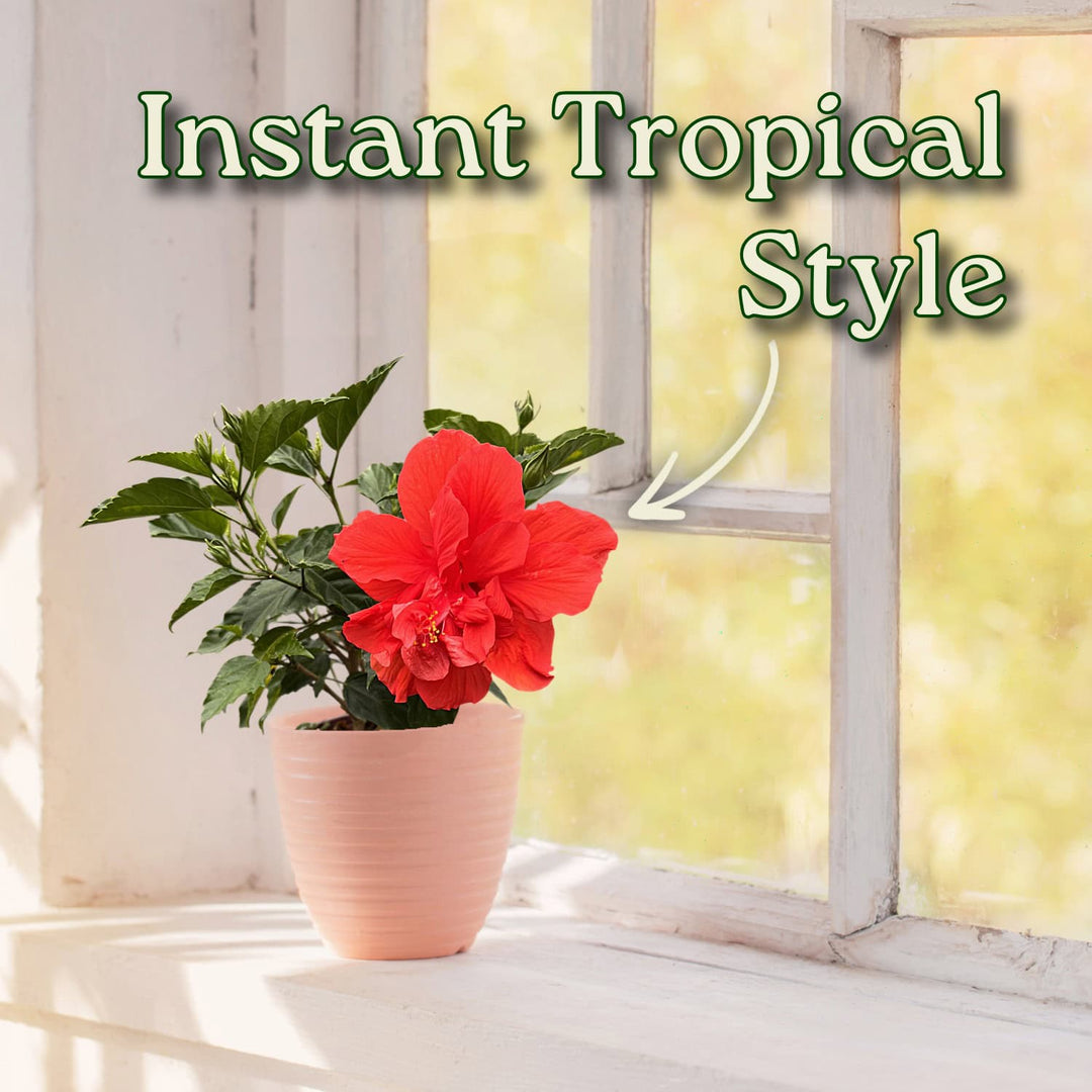 Potted plant with a red flower in front of a window with text 'Instant Tropical Style'. #size_1-gallon