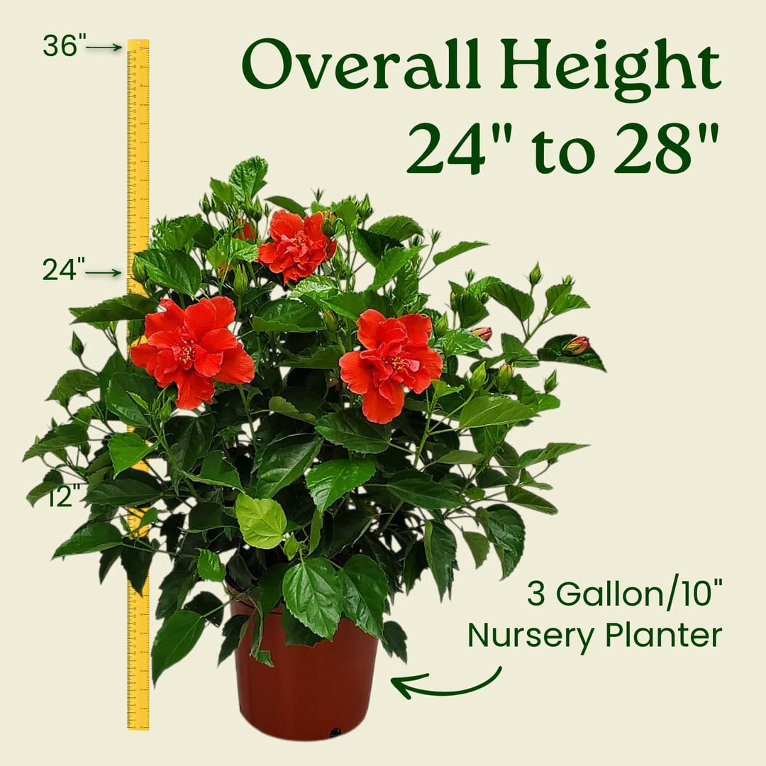 Potted plant with red flowers and measurement details on a beige background #size_3-gallon