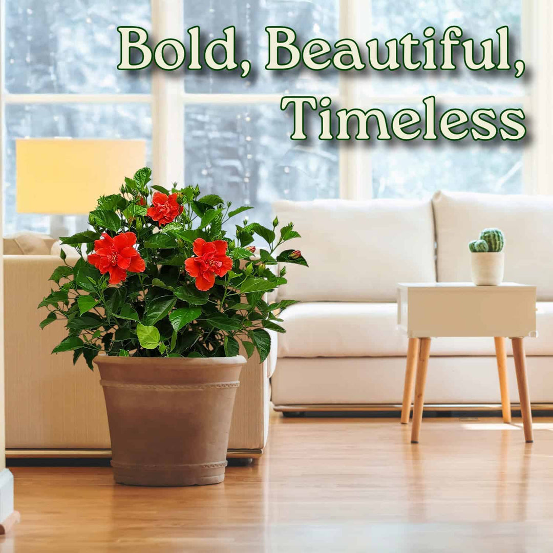 Potted plant with red flowers in a living room setting, text 'Bold, Beautiful, Timeless' above. #size_3-gallon