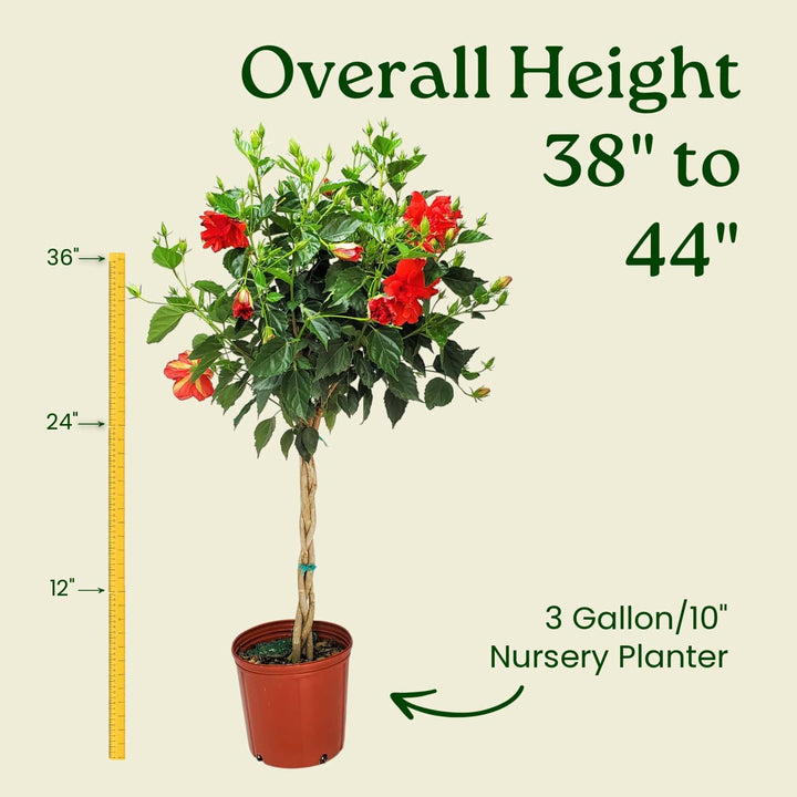 Potted plant with red flowers and measurement details on a beige background #trunk_braided