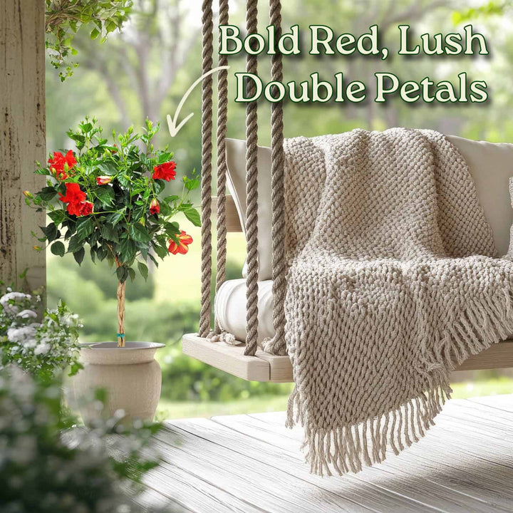 Outdoor swing with a blanket and potted plant on a wooden deck #trunk_braided