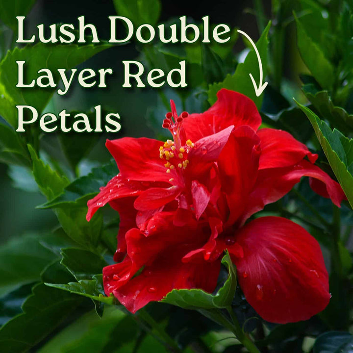 Red flower with lush double layer petals on a green leafy background #size_3-gallon