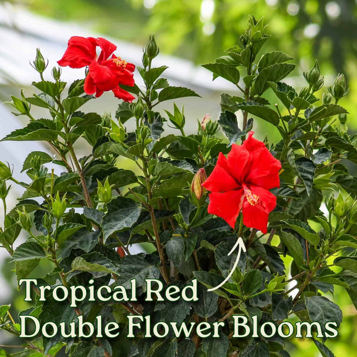 Tropical red double flower blooms on a green plant with blurred background #trunk_braided