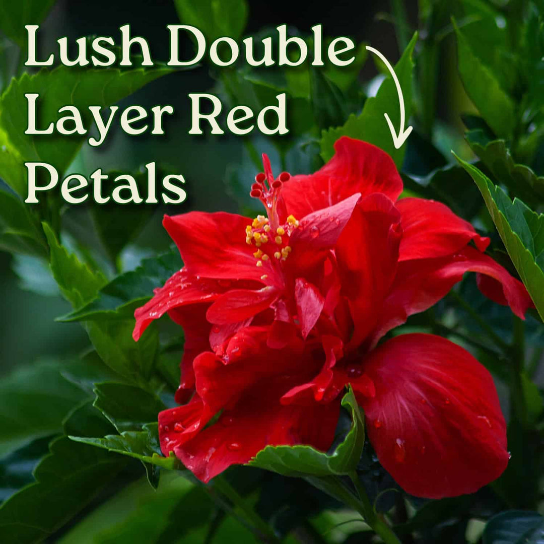 Red flower with lush double layer petals on a green leafy background #size_1-gallon
