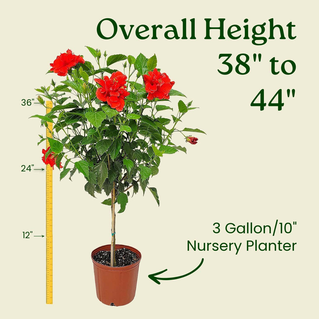 Potted plant with red flowers and measurement details on a beige background #trunk_standard