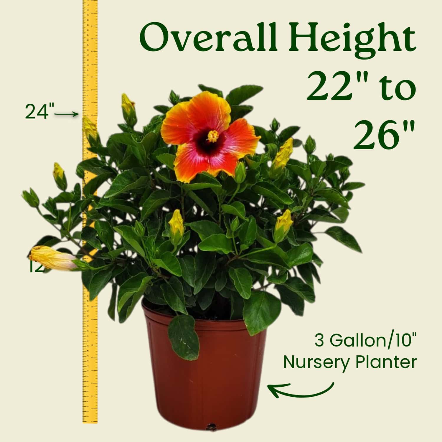 Tropical Plants of Florida Hibiscus Bush - Thumbnail 2