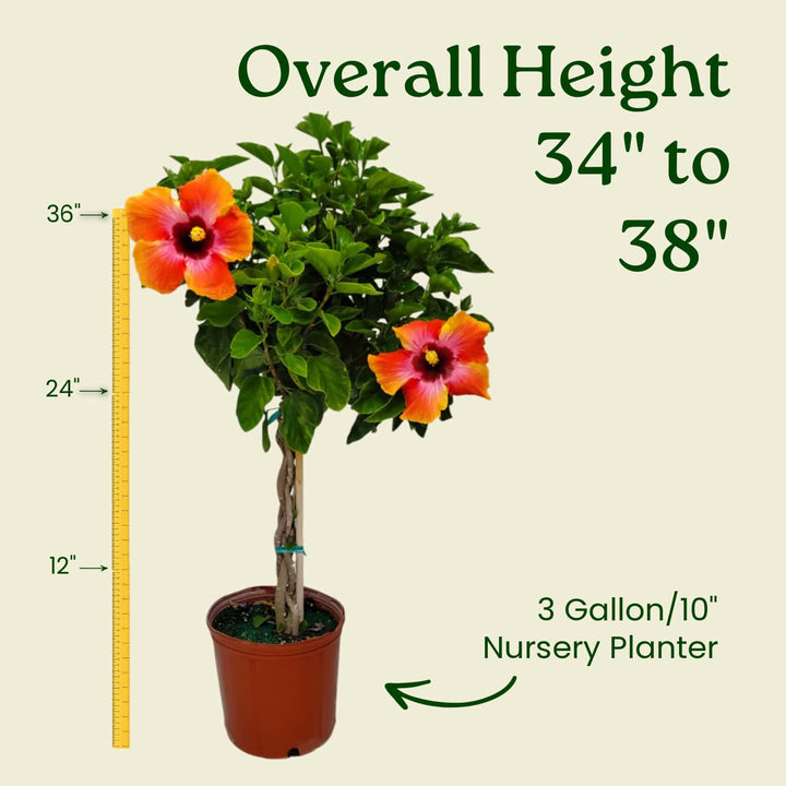 Fiesta Hibiscus Tree