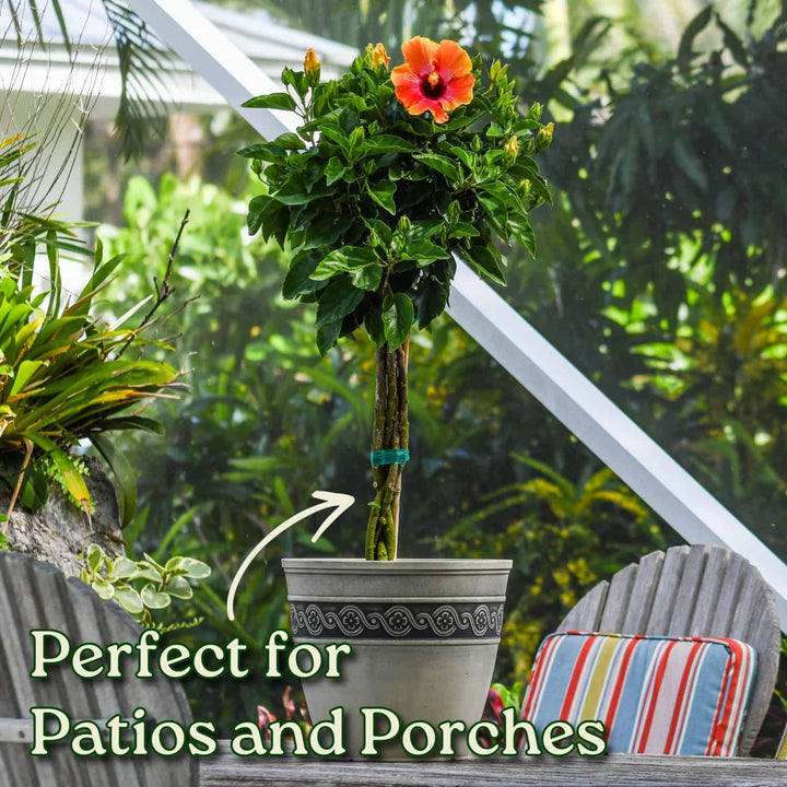 Fiesta Hibiscus Tree