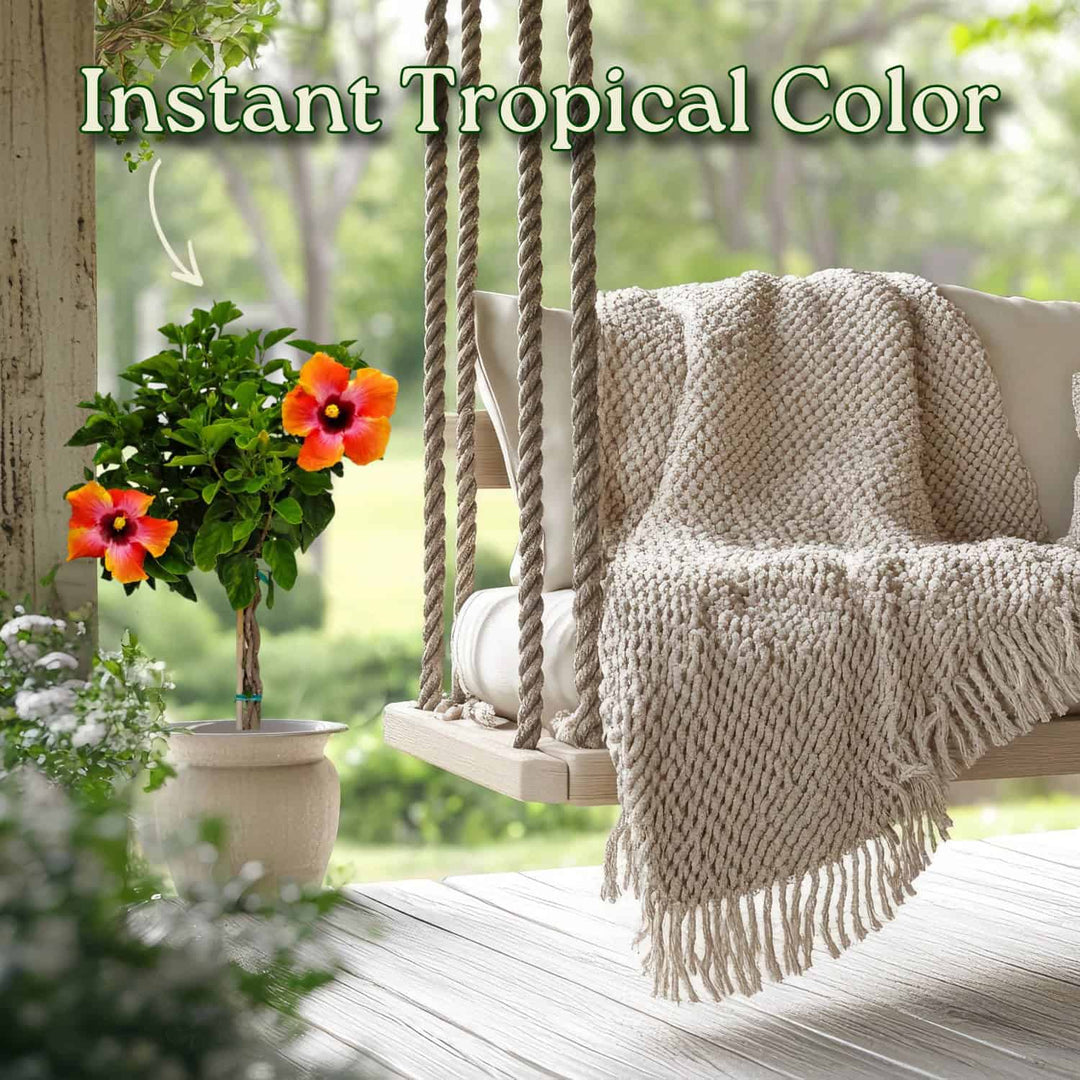 Fiesta Hibiscus Tree