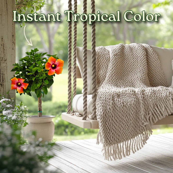 Fiesta Hibiscus Tree