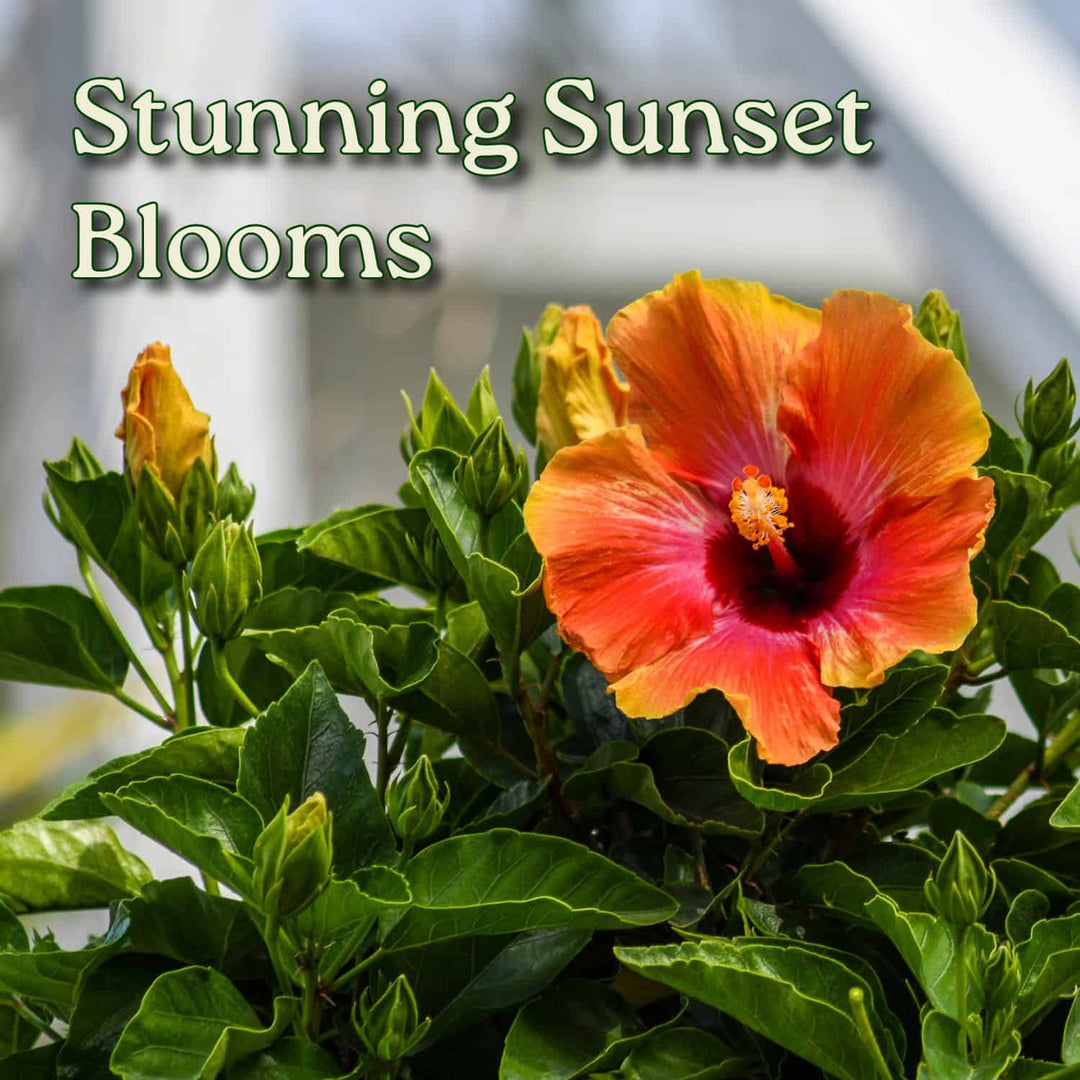 Fiesta Hibiscus Tree