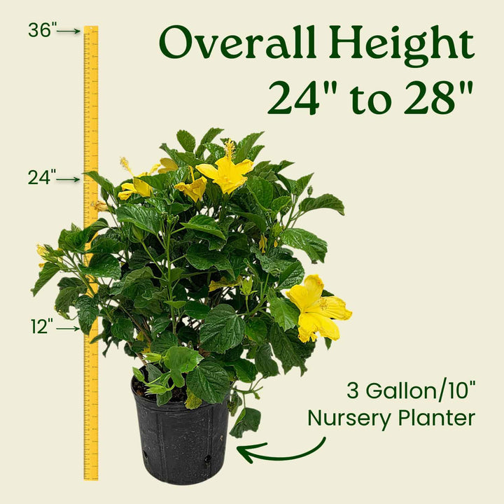 Potted plant with yellow flowers and measurement details on a beige background #size_3-gallon