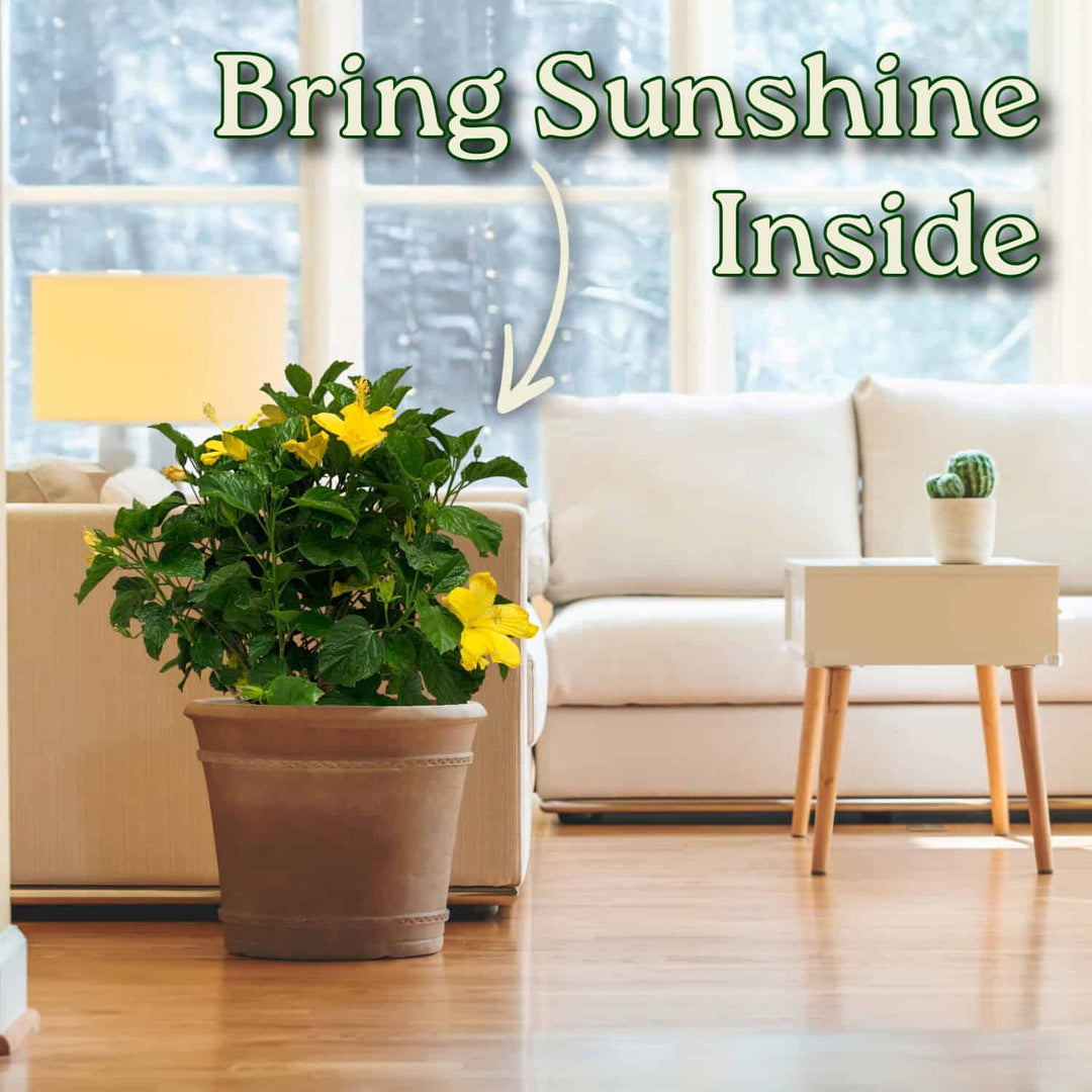 Living room with a potted plant and text 'Bring Sunshine Inside' #size_3-gallon