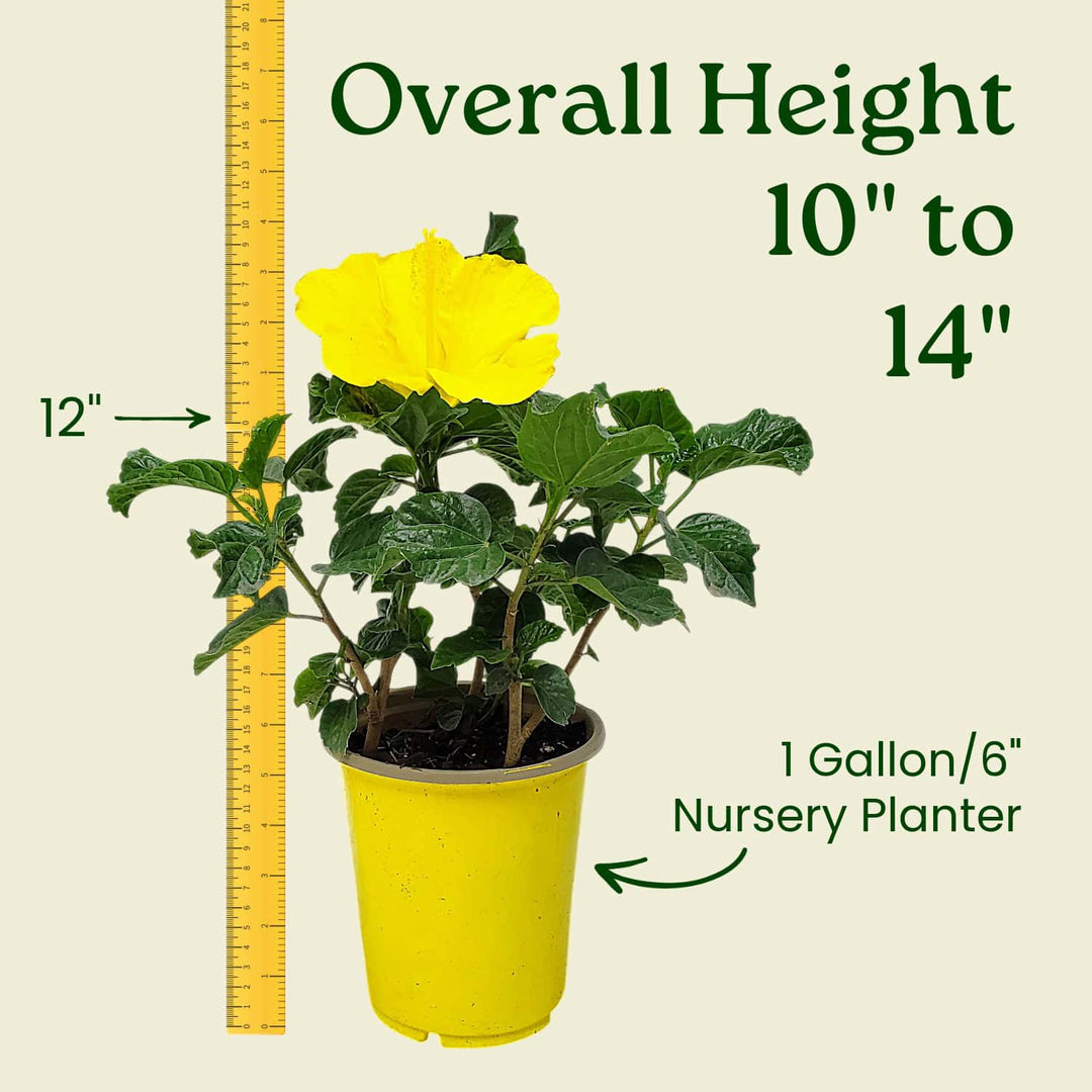 Potted plant with a yellow flower and a ruler indicating its height, on a beige background. #size_1-gallon