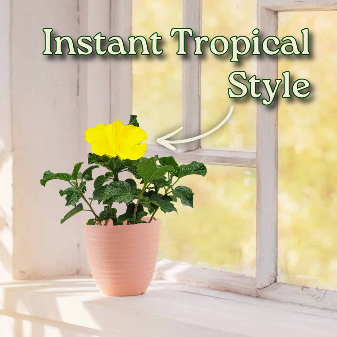 Potted plant with yellow flowers on a windowsill, text 'Instant Tropical Style' above. #size_1-gallon