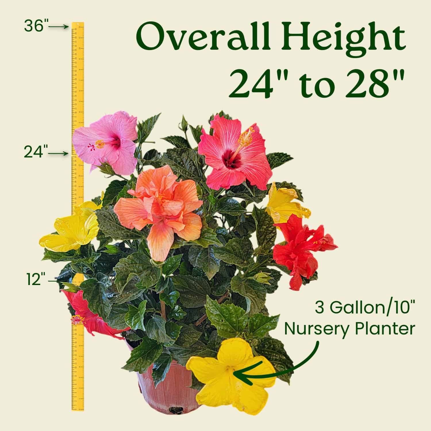 Multicolor Hibiscus Bush for Sale | Buy 3 Gallon Hibiscus Plants