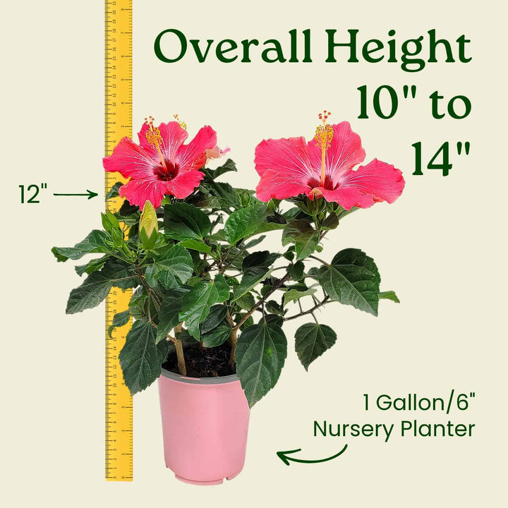 Potted plant with pink flowers and a measuring tape indicating its height, set against a beige background. #size_1-gallon