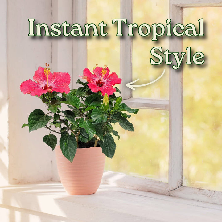 Potted plant with pink flowers on a windowsill, labeled 'Instant Tropical Style'. #size_1-gallon
