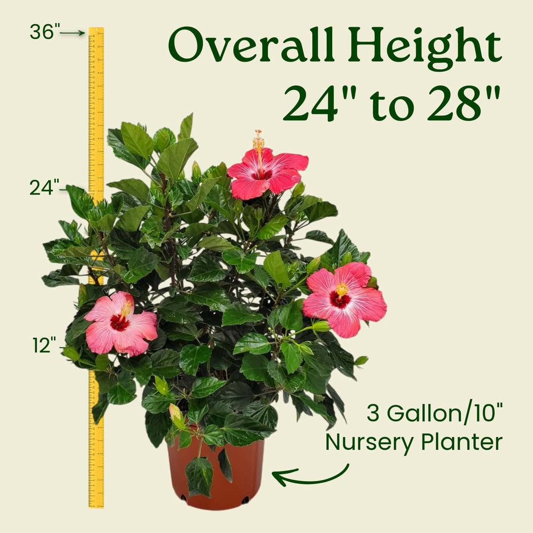 Potted plant with pink flowers and measurement details on a beige background #size_3-gallon
