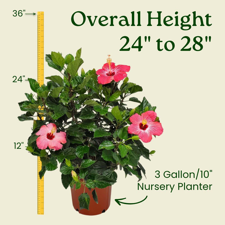 Potted plant with pink flowers and measurement details on a beige background #size_3-gallon