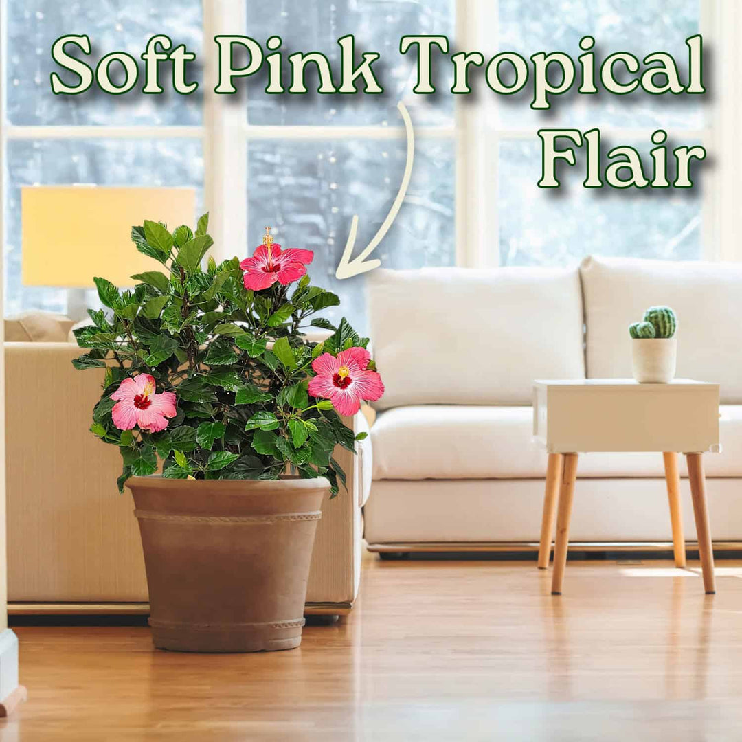 Potted plant with pink flowers in a living room setting, labeled 'Soft Pink Tropical Flair'. #size_3-gallon