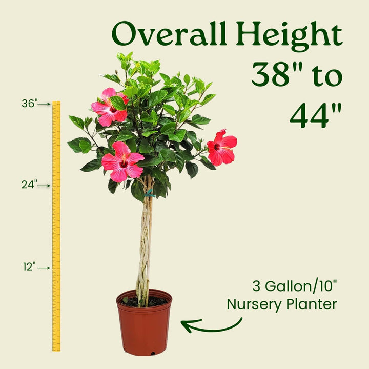 Potted plant with pink flowers and measurement details on a beige background #trunk_braided