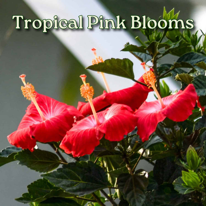 Pink tropical flowers with green leaves and 'Tropical Pink Blooms' text. #trunk_braided