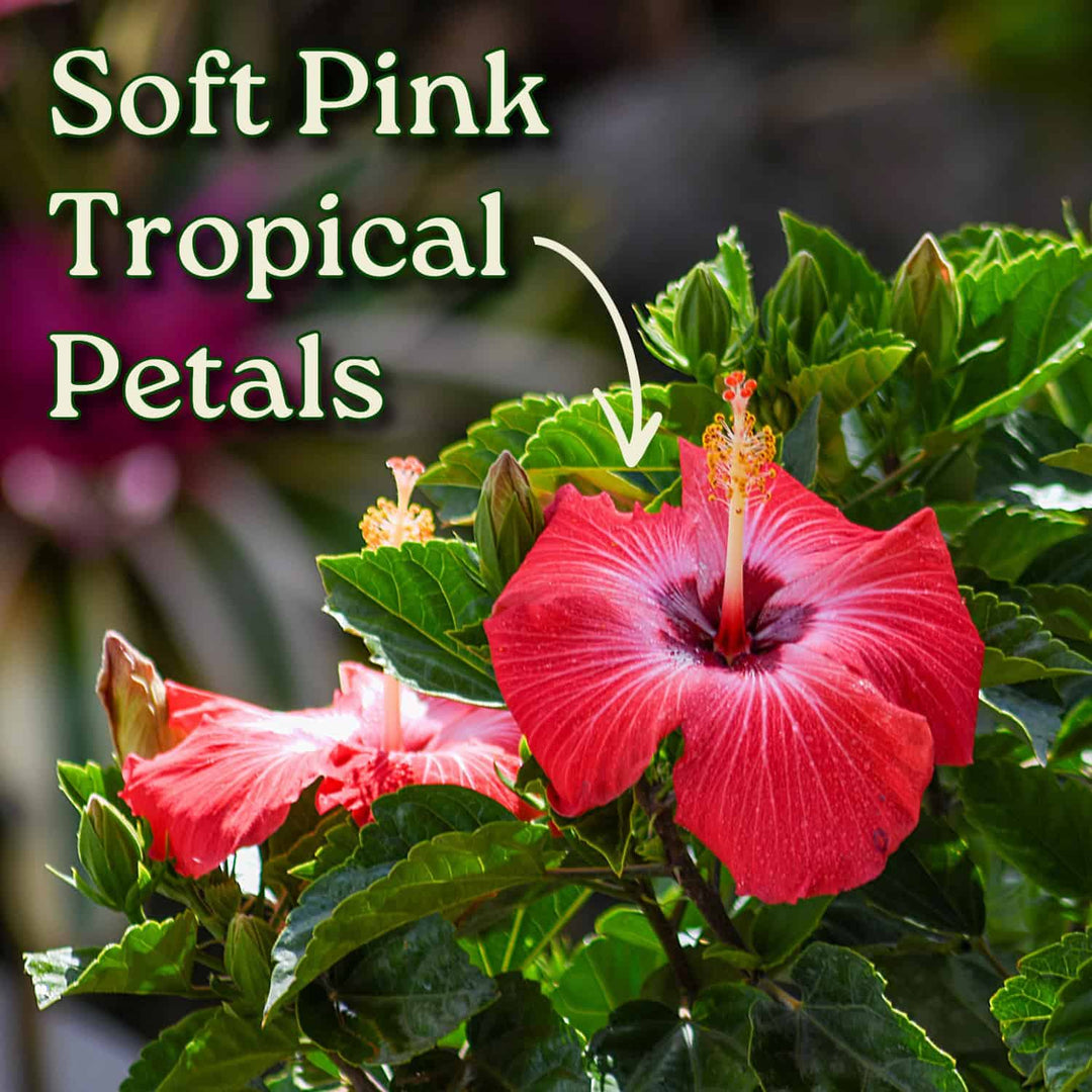 Pink tropical flower with green leaves and text 'Soft Pink Tropical Petals' on a blurred background. #size_1-gallon
