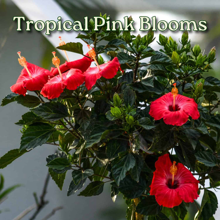 Pink tropical flowers with green leaves and 'Tropical Pink Blooms' text. #trunk_standard