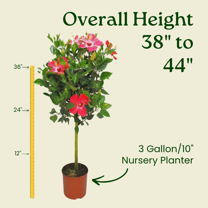 Potted plant with measurement details on a beige background #trunk_standard
