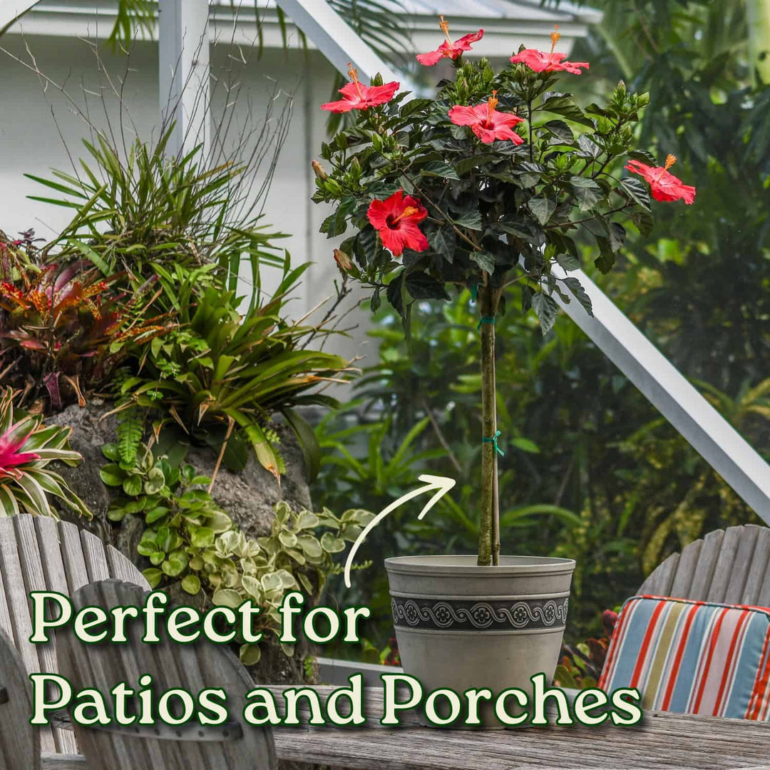 Potted plant with pink flowers on a patio with chairs and plants. #trunk_standard