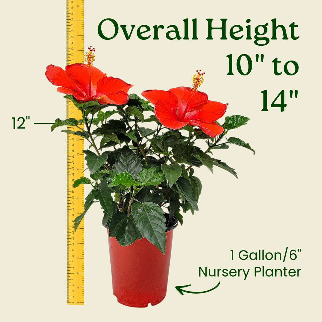 Potted plant with red flowers and a measuring tape indicating its height, on a beige background. #size_1-gallon