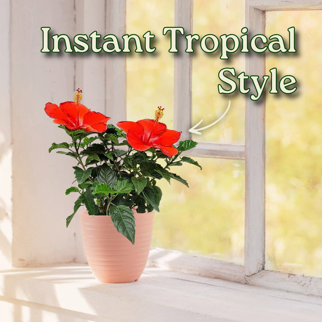Potted plant with red flowers on a windowsill with text 'Instant Tropical Style'. #size_1-gallon